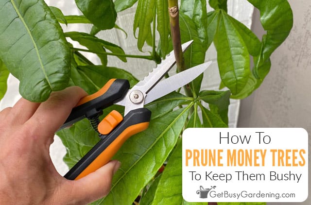 How To Prune A Money Tree (Pachira aquatica)