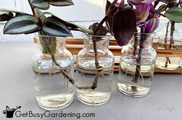how to propagate a wandering jew in water