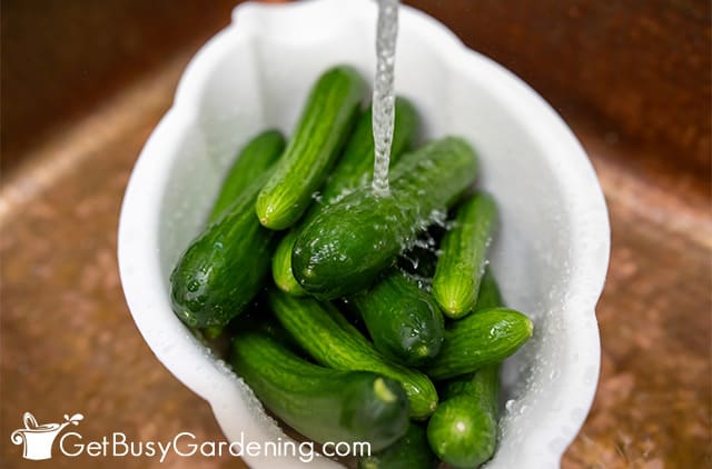 Washing cucumbers to make mustard pickles