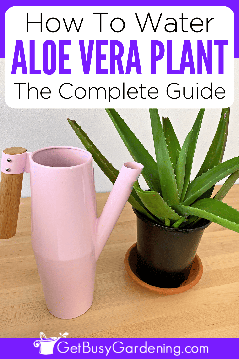 Aloe Vera Watering Guide (When, How Often & How Much)