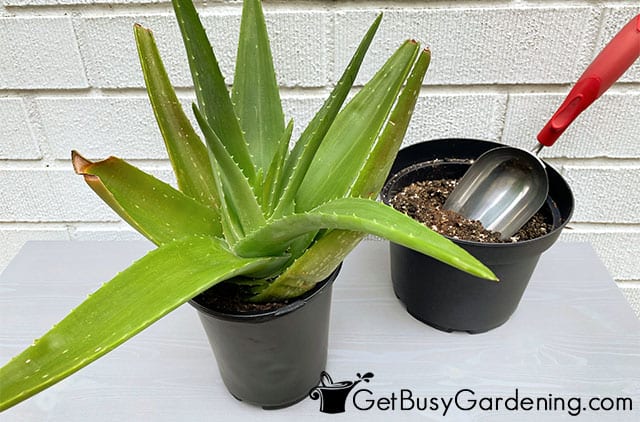 Aloe vera plant before repotting