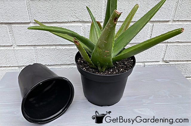 Aloe vera repotted in new a container