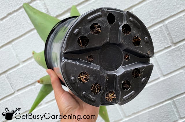 Aloe vera roots coming out drainage holes