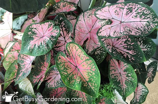 Beautiful pink and green caladium plant