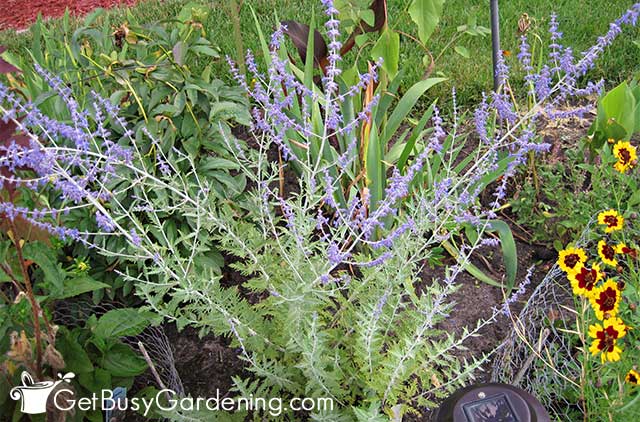 Blooming Russian sage plant