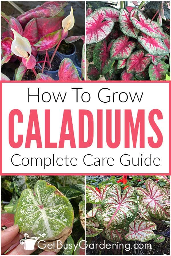 How To Grow Caladiums Complete Care Guide