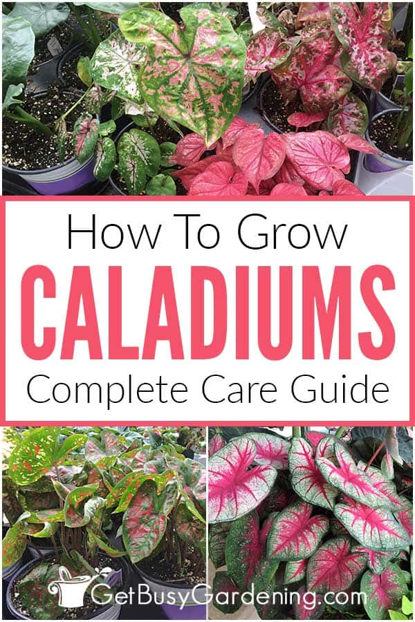 How To Grow Caladiums Complete Care Guide