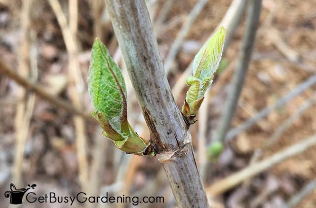 Cut hydrangea branch above new leaf buds