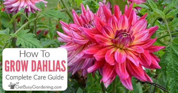 Dahlia Plant Care Complete Growing Guide Get Busy Gardening Dahlia Plant Care Complete Growing Guide Get Busy Gardening