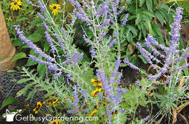 Flowers on a Russian sage plant
