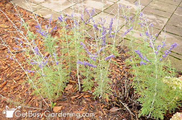 Growing Russian sage as an edge plant