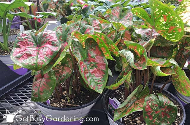 Growing small caladiums in pots
