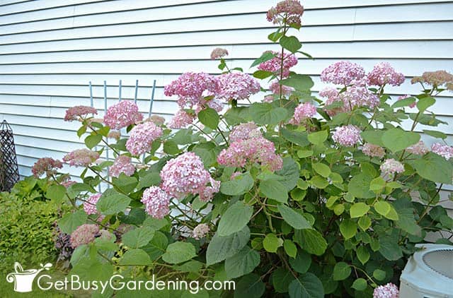 Hydrangea blooming beautifully after pruning