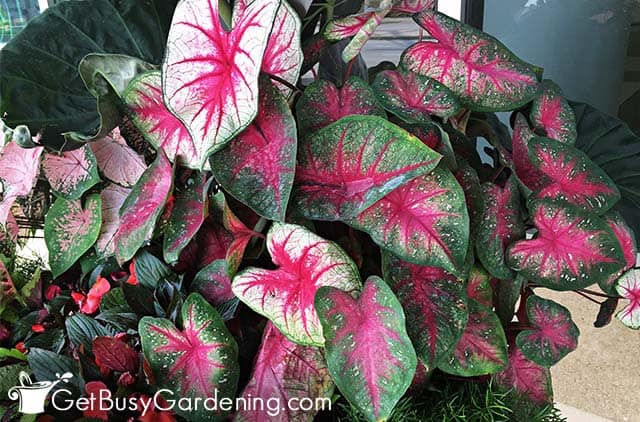 Lovely caladium plant in mixed planter