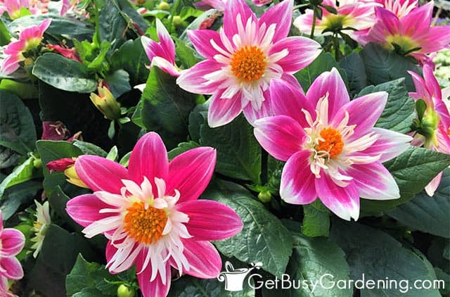 Pink and white dahlia flowers