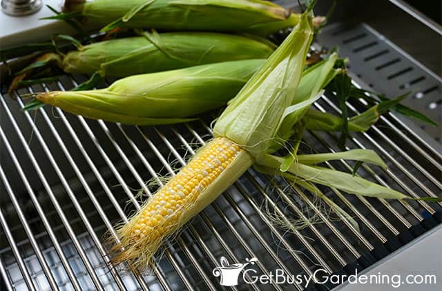 Preparing corn for canning