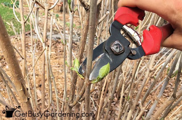 Pruning hydrangea dead wood