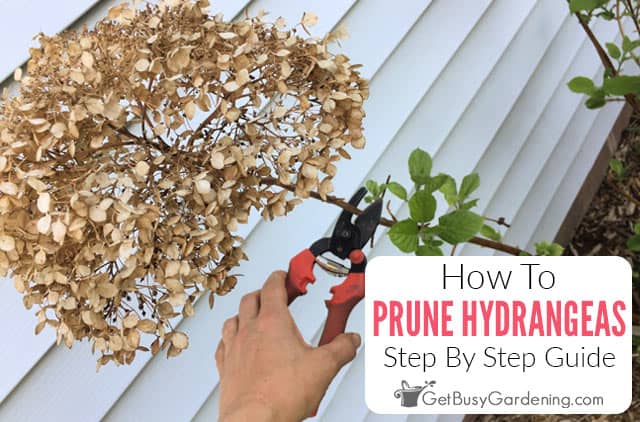How To Prune Hydrangeas