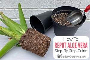 How To Repot Aloe Vera
