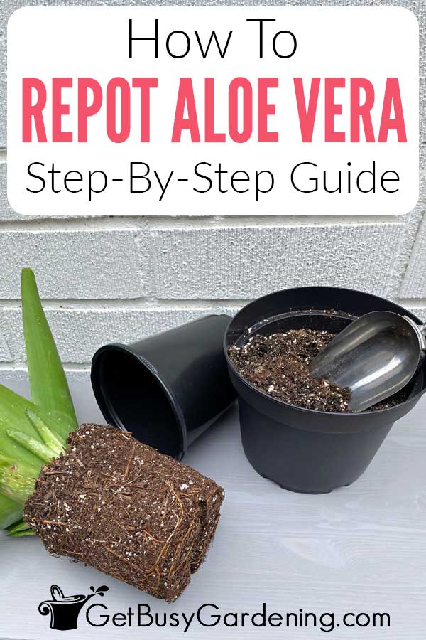 How To Repot Aloe Vera Step-By-Step Guide
