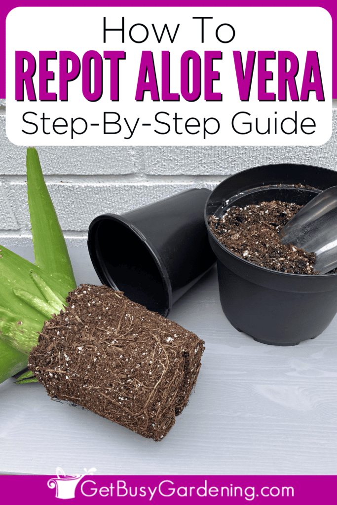 How To Repot Aloe Vera: Step-By-Step Guide