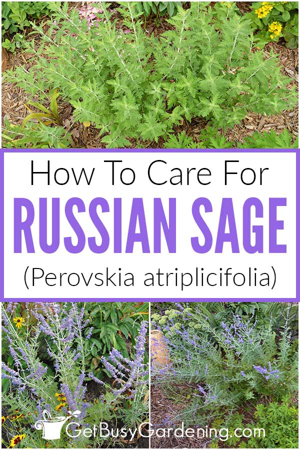 How To Care For Russian Sage (Perovskia atriplicifolia)