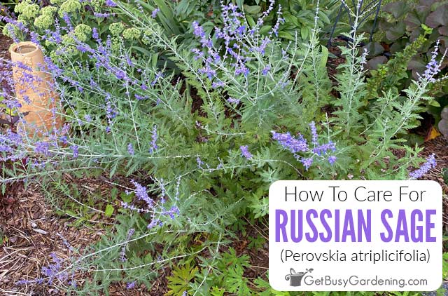 How To Care For Russian Sage