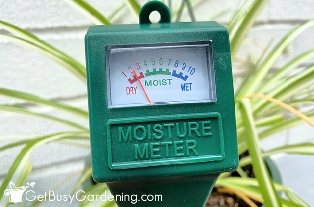 Water meter probe at ideal spider plant moisture level