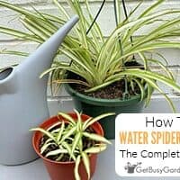 purple flower spider plant Spiderwort – Locally Flowered