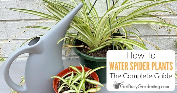 Spider Plant Watering Guide: When, How Often & How Much - Get Busy