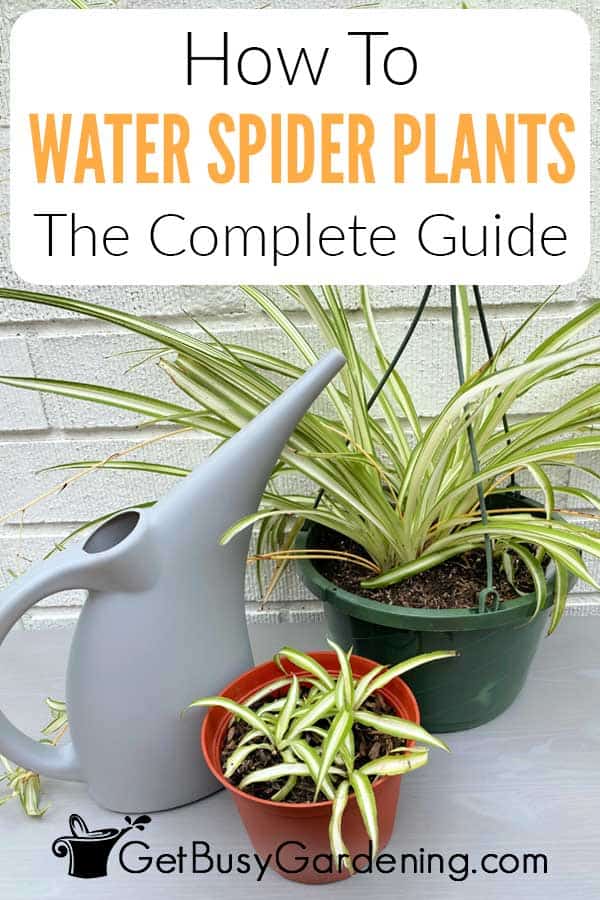 How To Water Spider Plants The Complete Guide