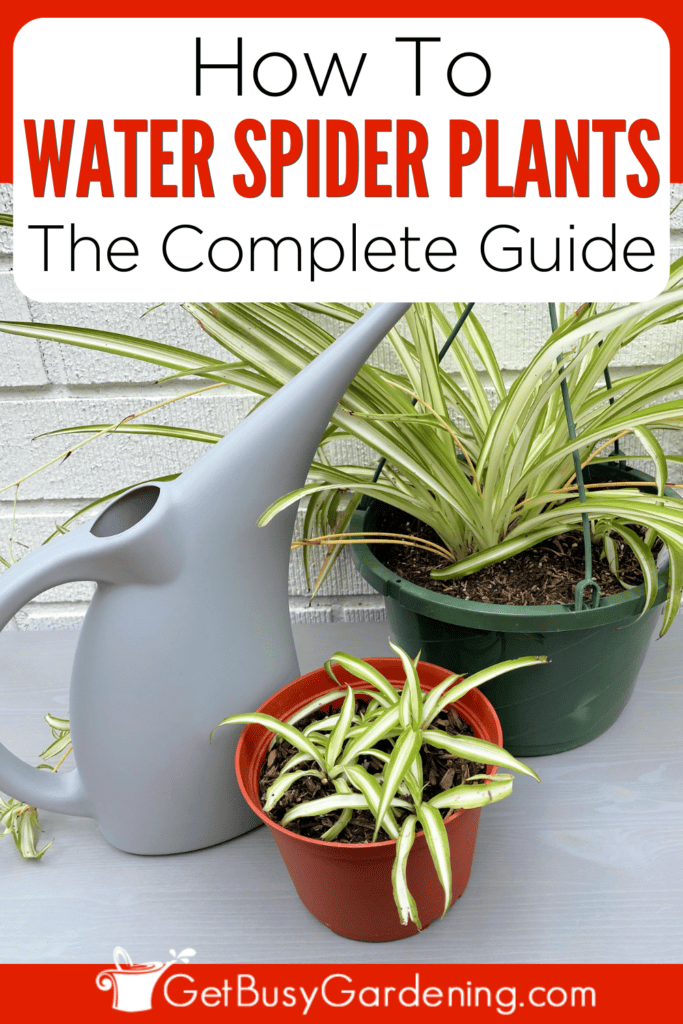 How To Water Spider Plants The Complete Guide