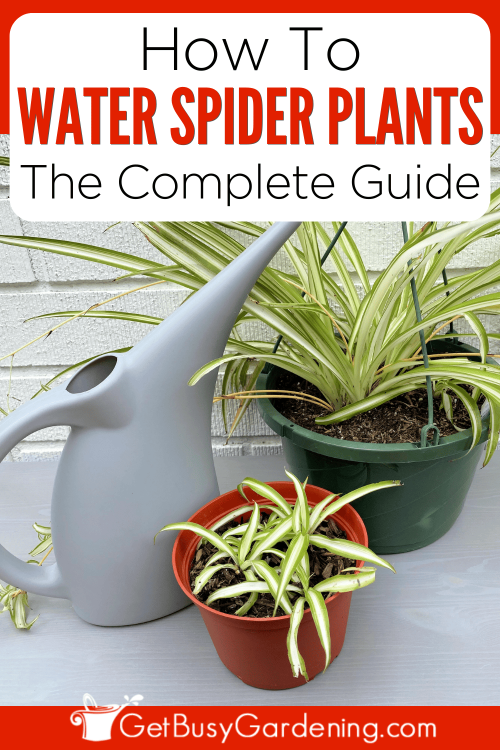 Spider Plant Watering Guide When, How Often & How Much Get Busy