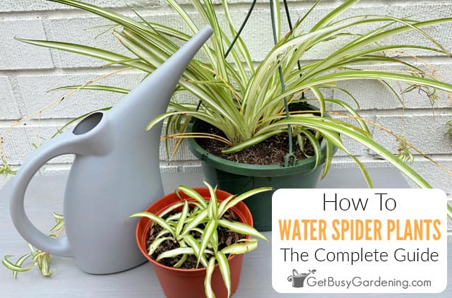 How To Water Spider Plants