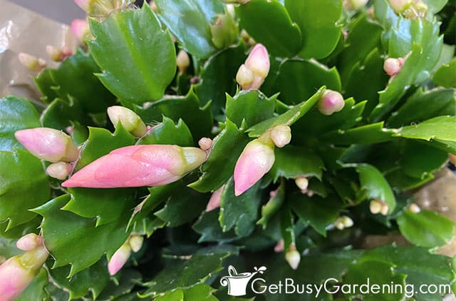 Thanksgiving cactus blooms getting bigger