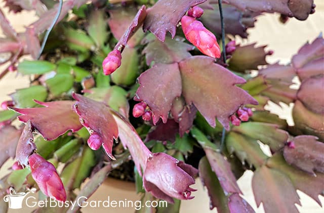 Thanksgiving cactus starting to bloom again