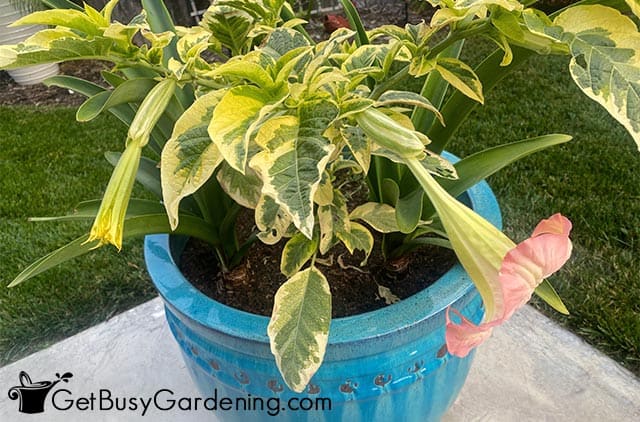 Angel trumpet growing in a pot