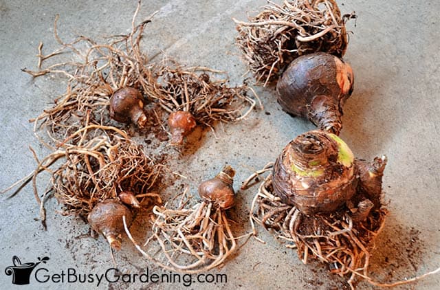 Bare root amaryllis bulbs ready to store