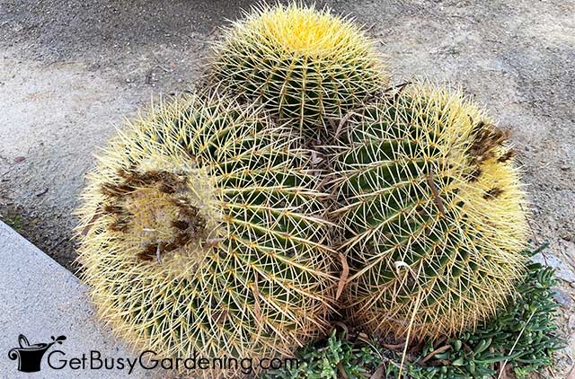 Barrel cactus growing outdoors