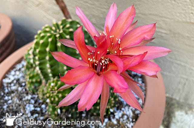 Beautiful hot pink cactus flowers