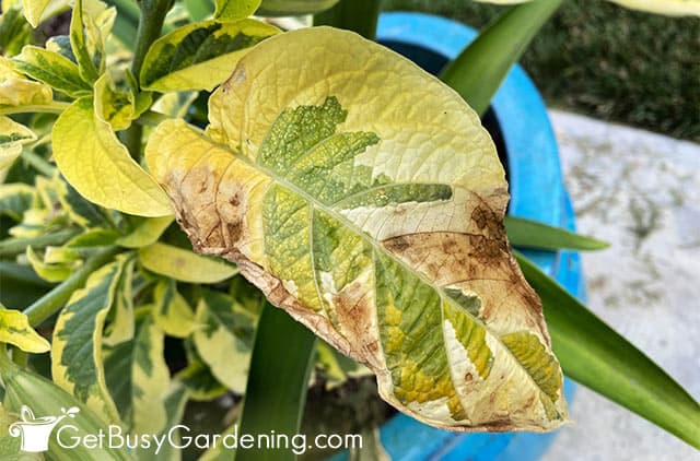 Brown leaf on variegated brugmansia