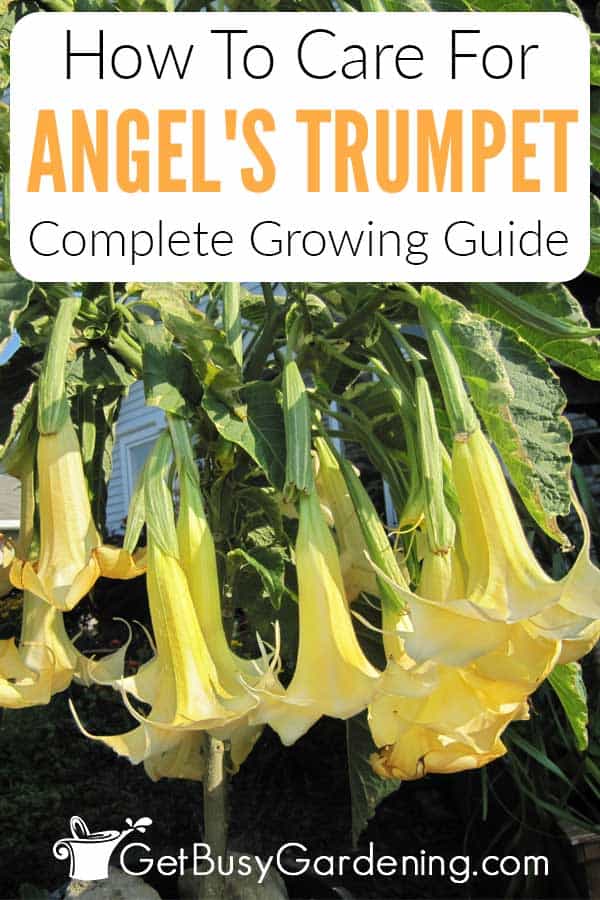 How To Care For Angel's Trumpet Complete Growing Guide