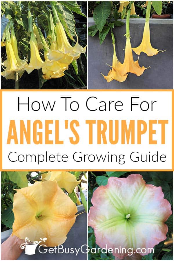 How To Care For Angel's Trumpet Complete Growing Guide