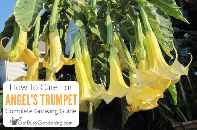 How To Care For Angel’s Trumpet (Brugmansia)