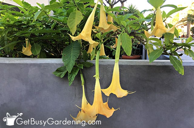 Brugmansia flowers dangling down