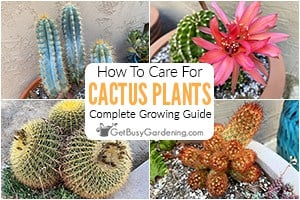 How To Care For Cactus Plants