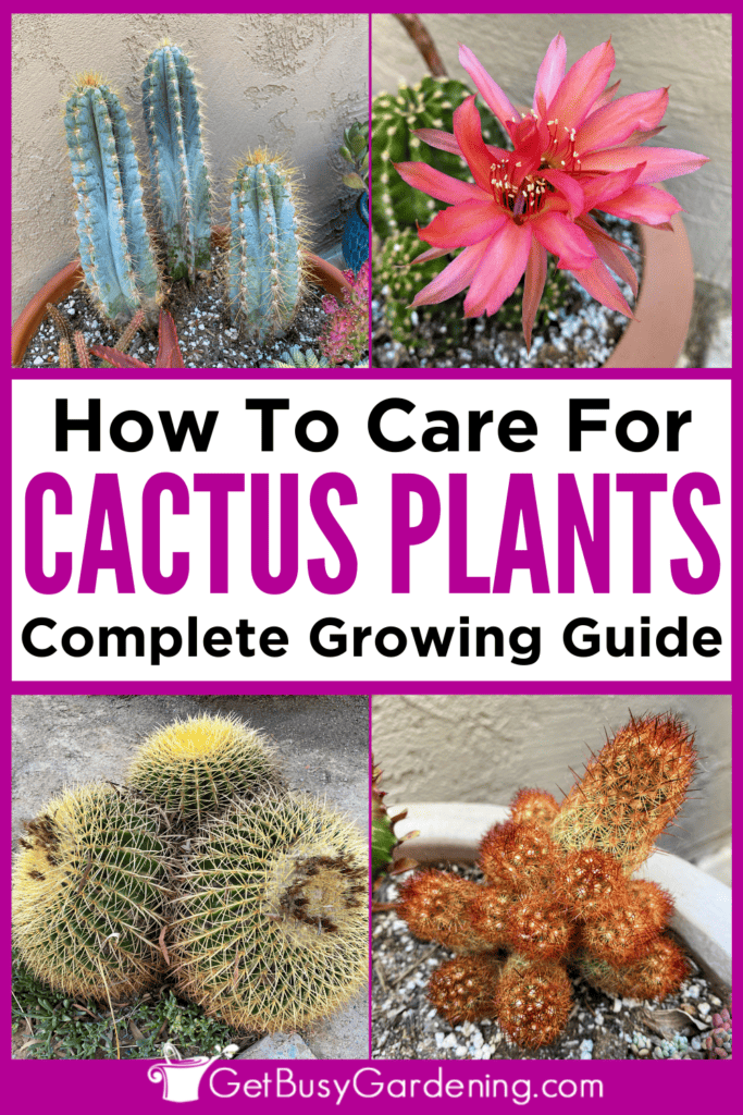 Cactus Care & Complete Growing Guide - Get Busy Gardening