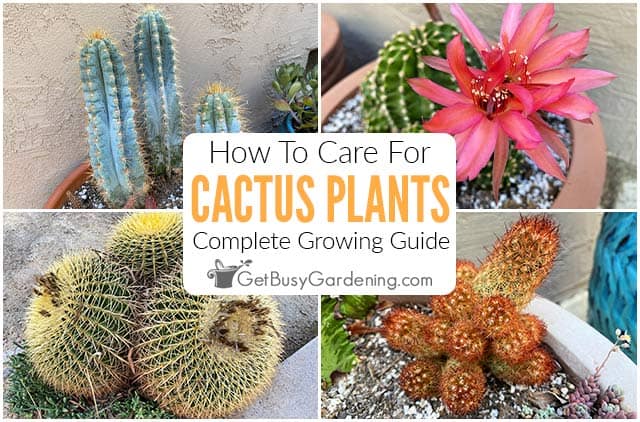 How To Care For Cactus Plants