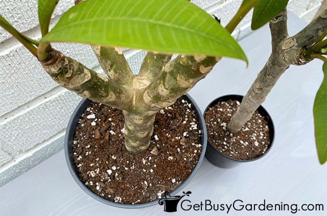 Closeup of plumeria plant soil in a pot