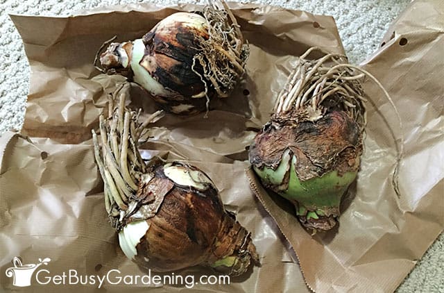 Curing amaryllis bulbs before storing